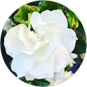 sophie townsend profile picture